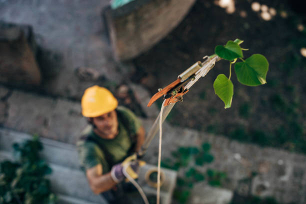 How Our Tree Care Process Works  in  Willows, CA